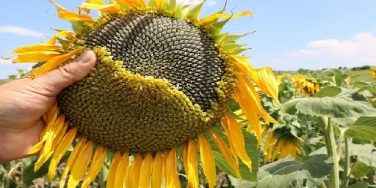 Ayçiçeği yüzde 100 zamlandı!