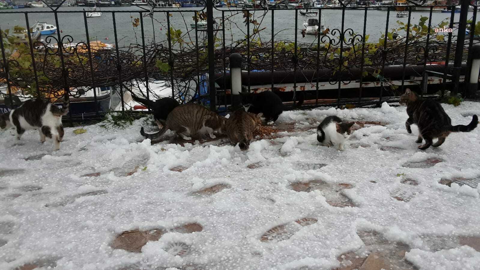 Ereğli Belediyesi, sokak hayvanlarını unutmadı