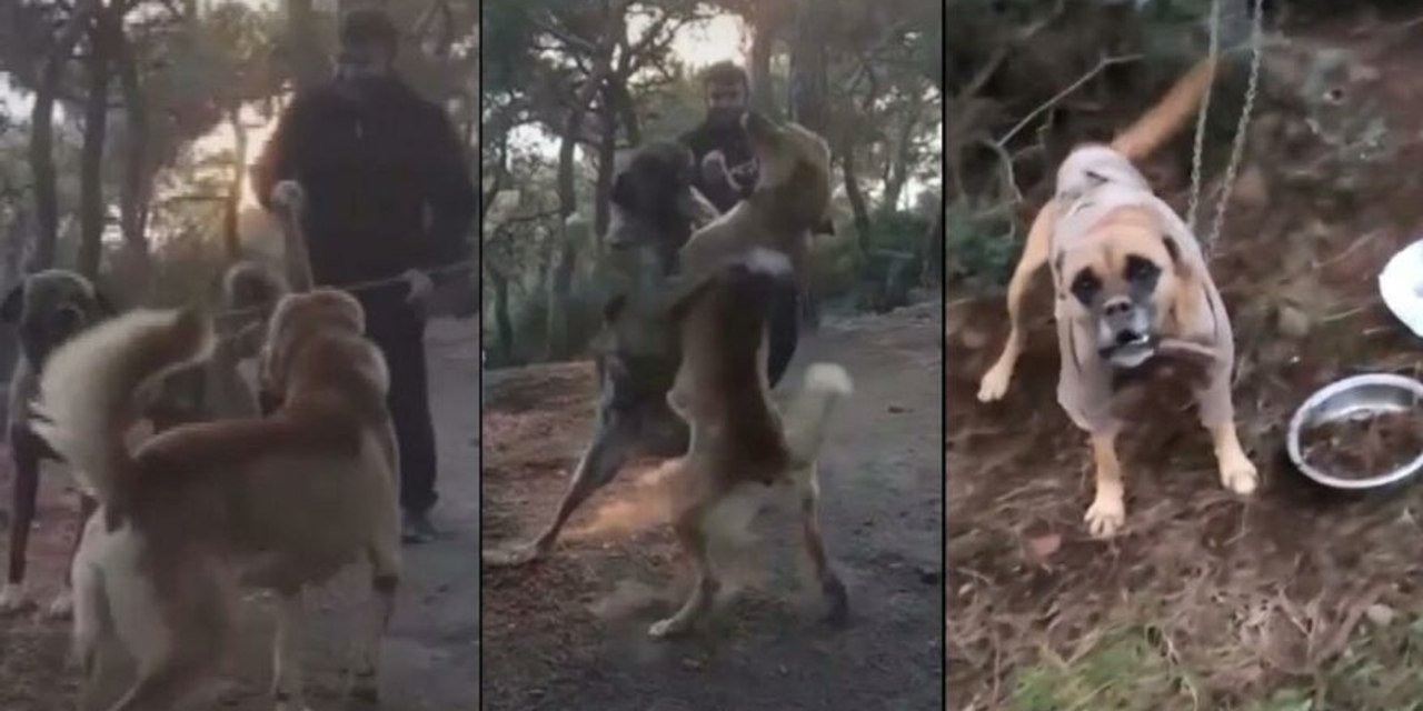 Büyükada’da dehşet! Ormanda ağaca bağlı bulundular