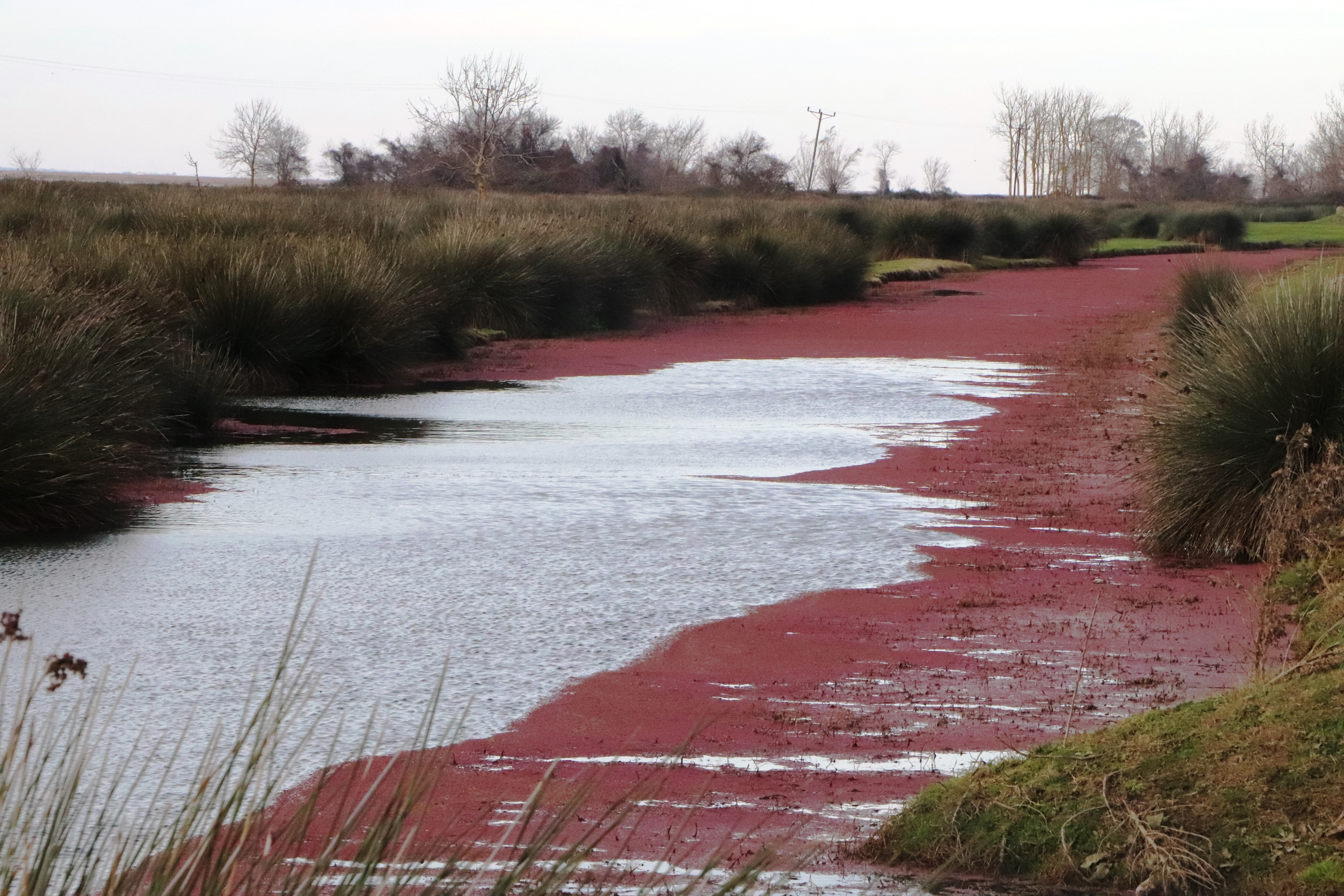 Kızılırmak Deltası'ndan şaşırtan görüntü
