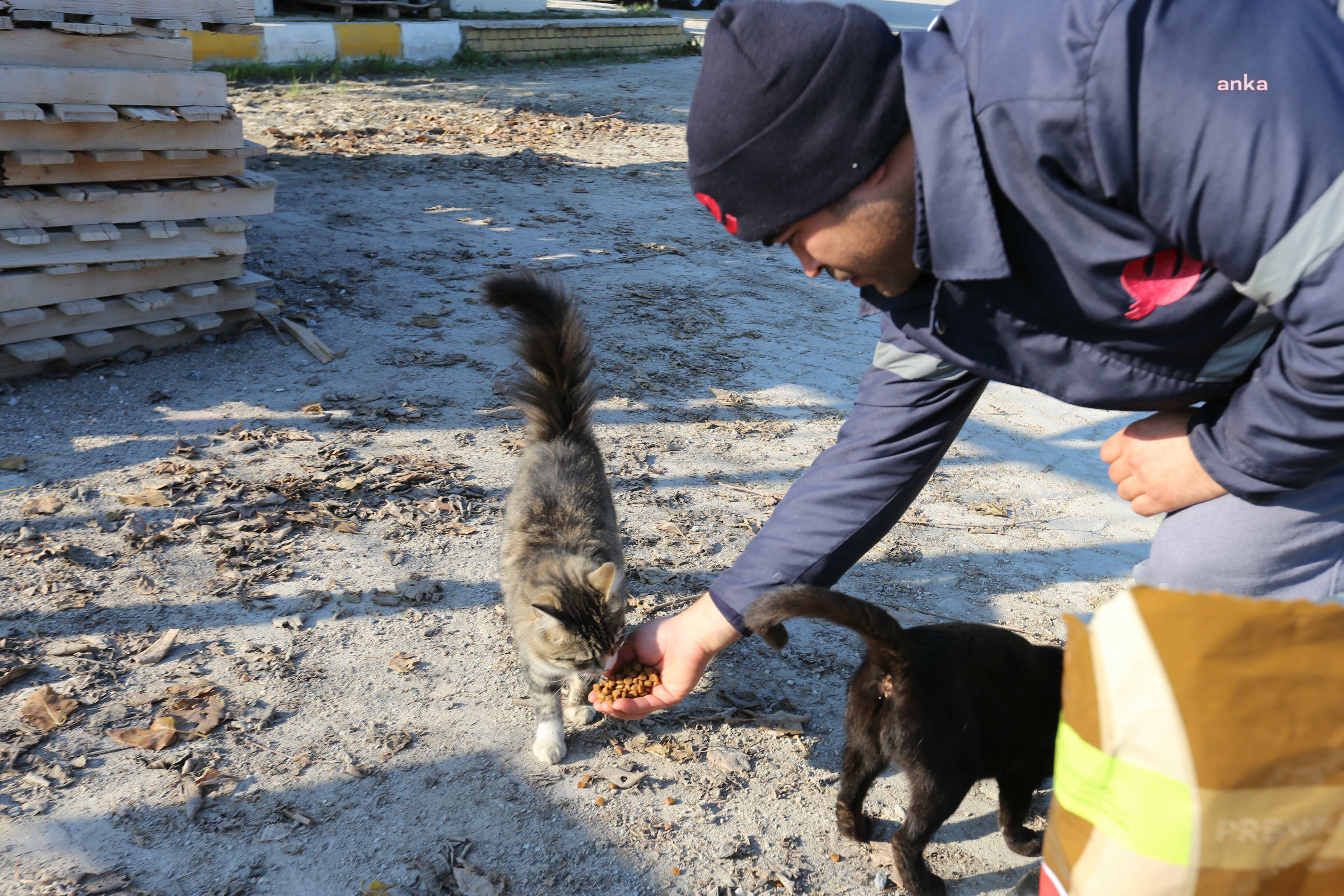 Efeler Belediyesi, sokak hayvanlarını soğukta da yalnız bırakmıyor