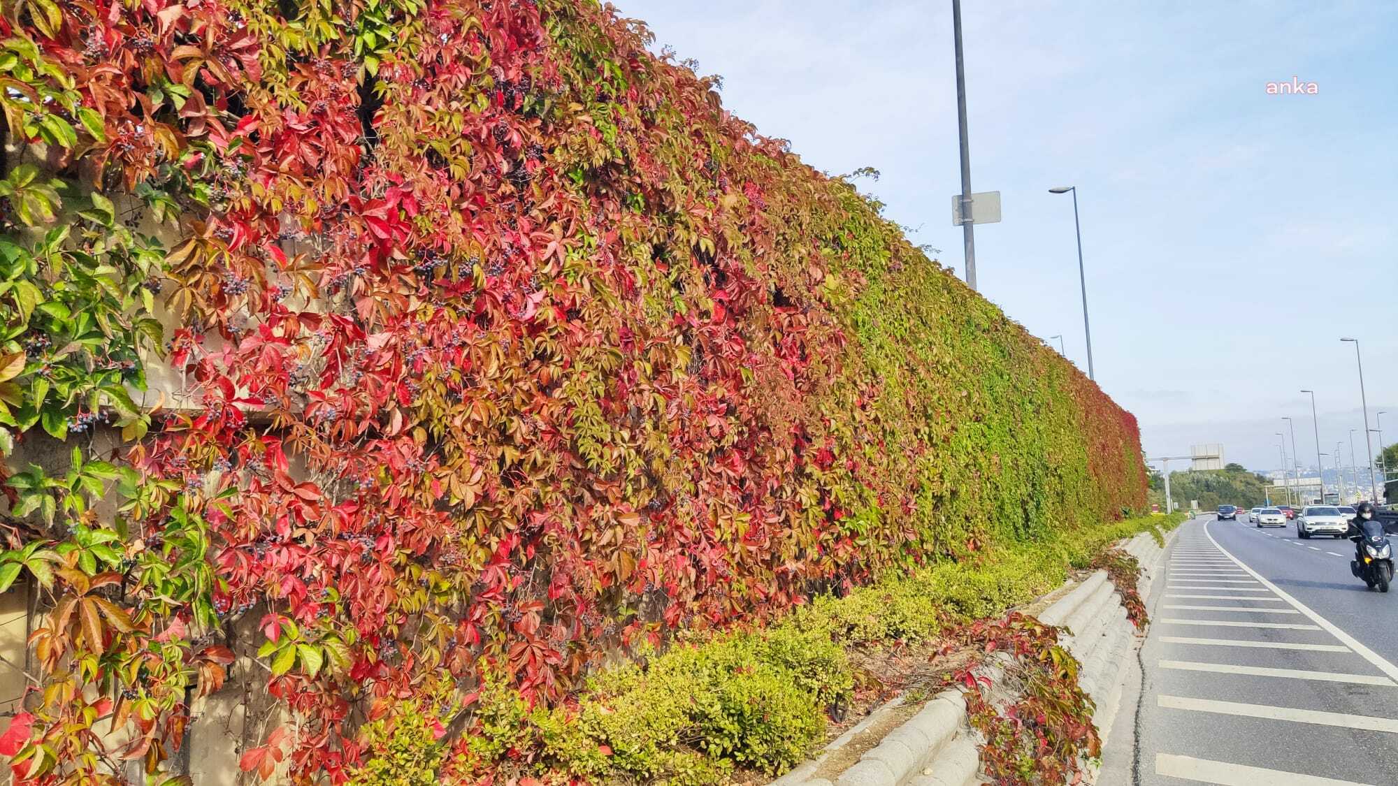 İstanbul'daki yolların duvarları sarmaşıklarla kaplanacak