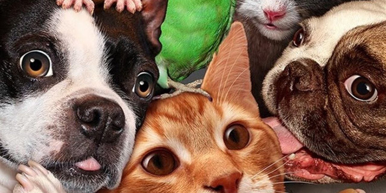 Bilim insanları açıkladı: Hayvanlar aleminin en alkolik üyeleri belli oldu