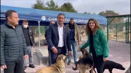 CHP’li Bulut'tan Erdoğan'a sokak hayvanı eleştirisi: "Acımasız şiddeti körüklüyor"