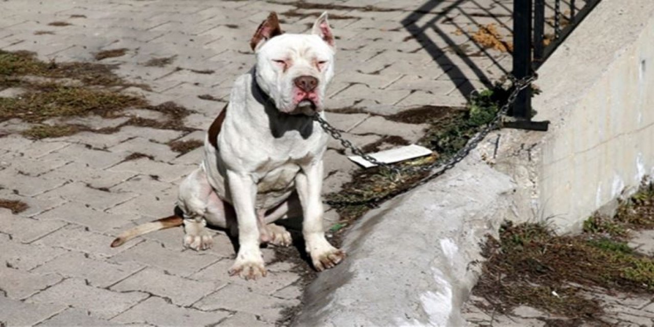 Sahibi bırakıp kaçtı, hayvan barınağına götürüldü
