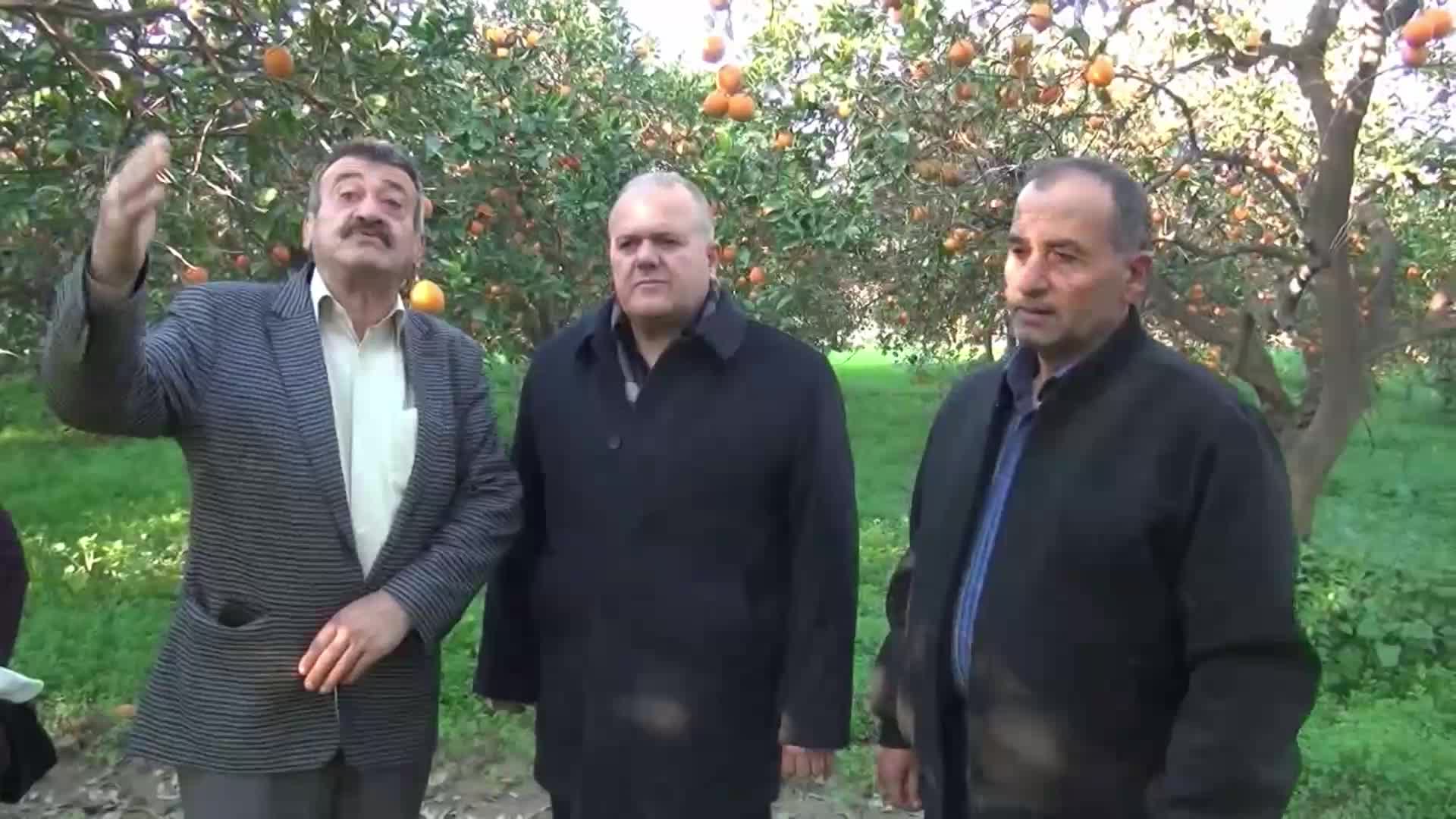 Aydınlı üreticilerin portakalı ağaçta kaldı