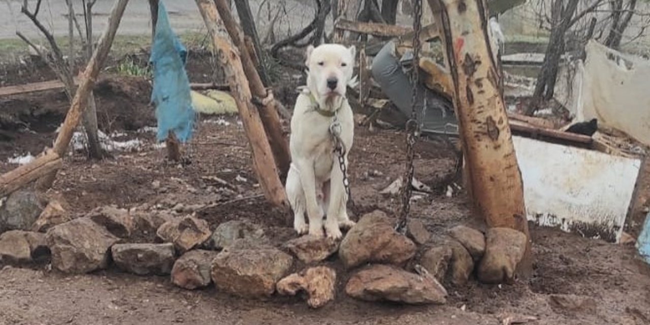 Kahramanmaraş’ta pitbull cinsi köpeğin sahibine para cezası