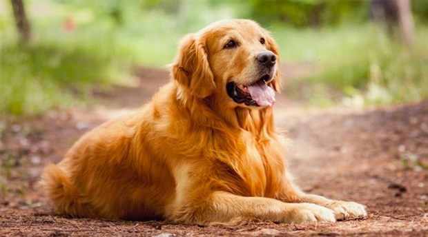 Finlandiya’da köpekler Kovid-19 hastalarını testlerden daha hızlı tespit ediyor