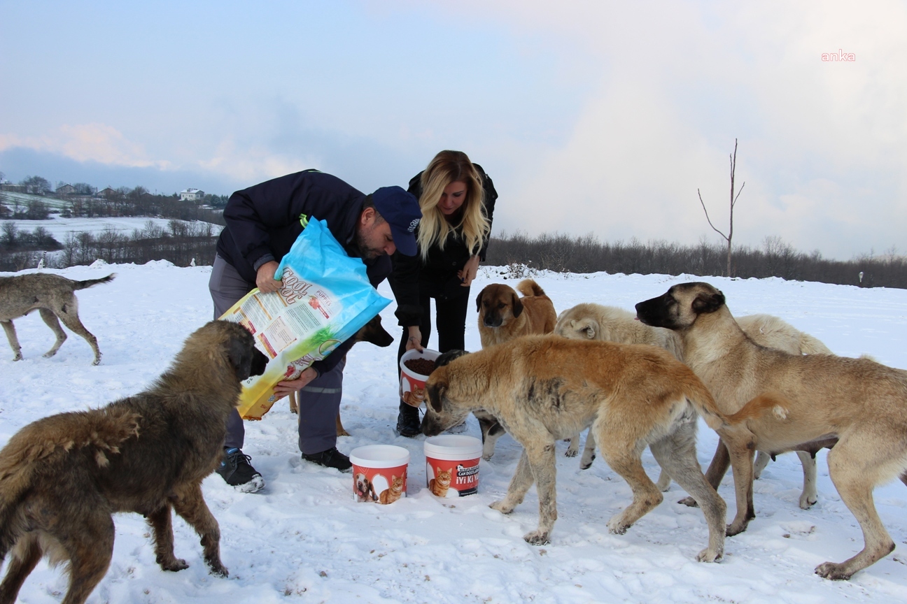 Nilüfer Belediyesi'nden sokak hayvanları için beslenme seferberliği