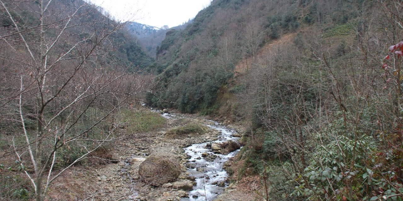 Tüm partiler birleşti, ‘bal ormanı’ kurtuldu