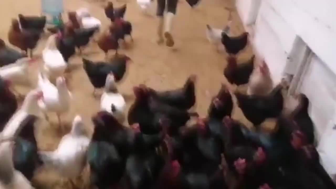 Batma noktasına gelen tavuk çiftliği sahibi Sarıgöl: "Ben yemiyorum, 'Buyurun siz yiyin' diyorum tavuklara"