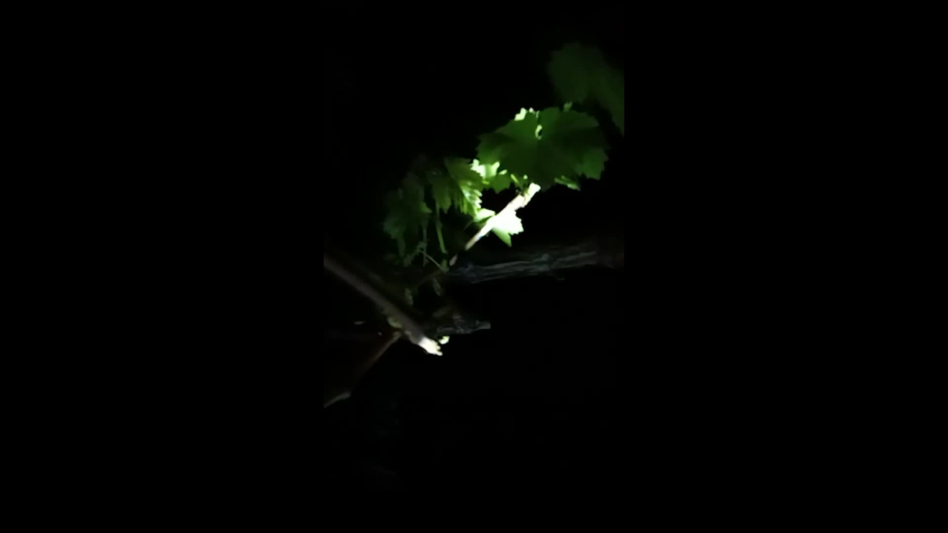 Mezitli Belediye Başkanı Tarhan'dan zirai don tehlikesine karşı üreticiye yardım