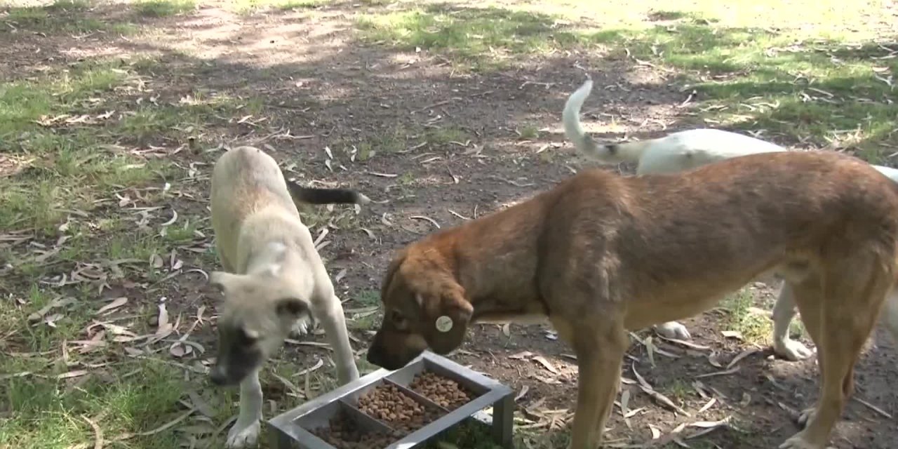 İzmir'de sokak hayvanları için Büyükşehir Belediyesi ve Veterinerler iş birliği yaptı