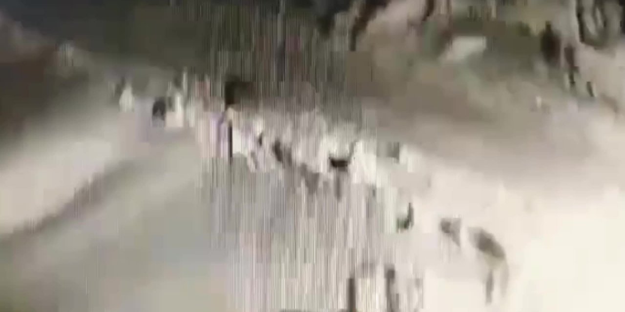 Niğde'de aç kalan kurtlar köye indi