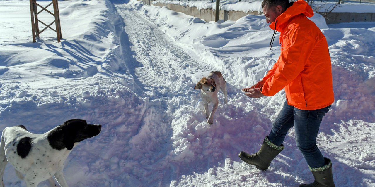 Mersin Büyükşehir'den sokak hayvanları için besleme çalışması