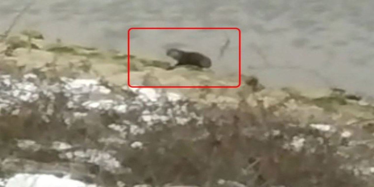 Kunduz sanılan canlının ne olduğu ortaya çıktı