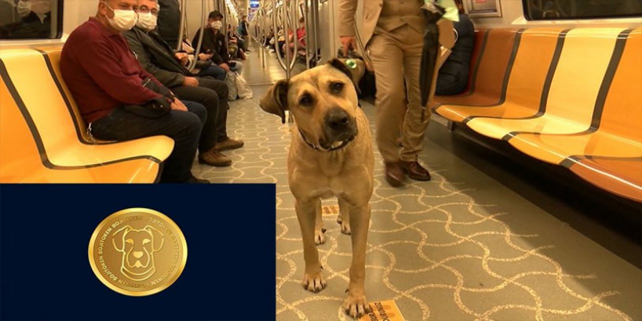 İstanbul'un fenomen köpeği Boji'nin kripto parası çıktı