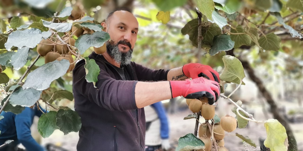 Coğrafi işaretli Ordu kivisinde hasat zamanı