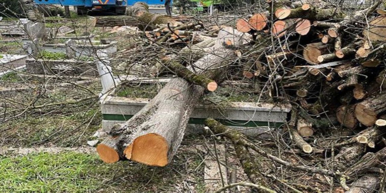 Düzce'de doğa katliamı: 'Ne ölüsüne ne dirisine saygı kalmadı'