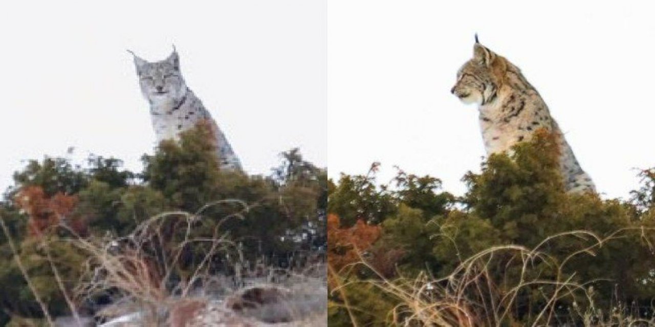 Nesli tükenme tehlikesi altında: Sivas'ta görüntülendi
