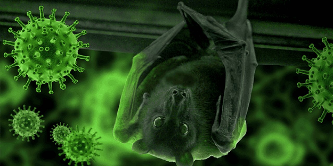 Bilim insanları açıkladı: 3 yeni koronavirüs keşfedildi