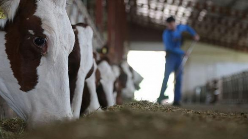 Sahte sertifikalı hayvanların Türkiye'nin dört bir yanına dağıtıldığı ortaya çıkmıştı: Test yapılmadı iddiası