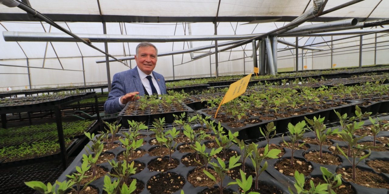 Honaz Belediyesi kendi çiçeği üretiyor