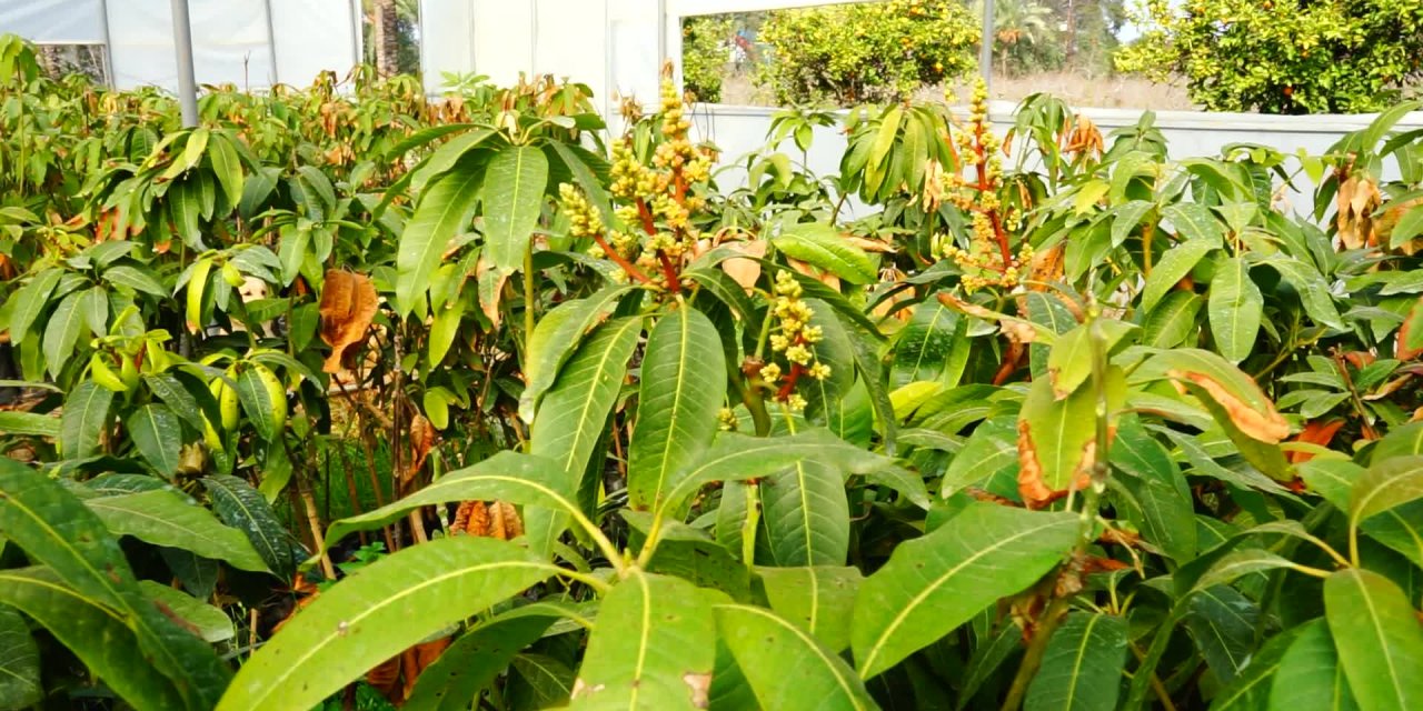 Alanyalı çiftçiler tropikal mango üretiyor: "Dünyanın her yerine ihraç edebiliriz"