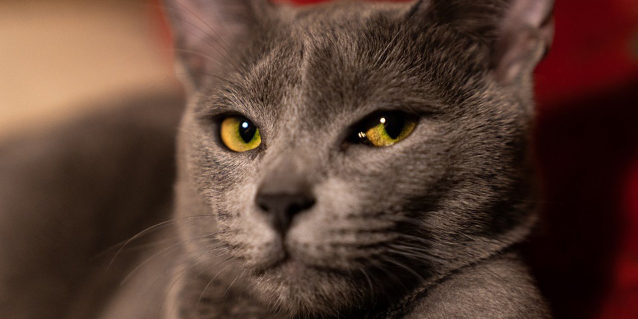 Uluslararası Kedi Federasyonu'ndan Rus kedilerine yaptırım