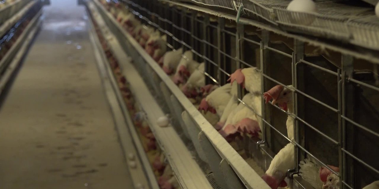 Tekirdağlı yumurta üreticisi: "Şu anda piyasada mısır dahi bulamıyoruz"