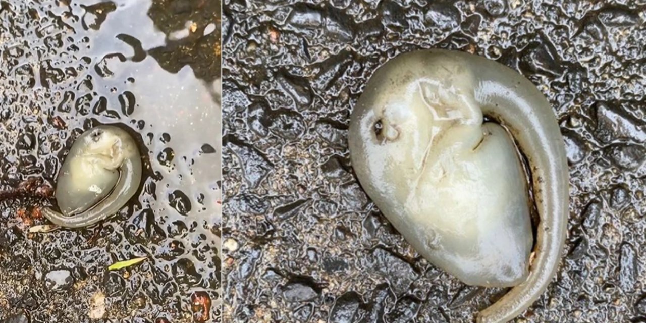 Sokakta bulunan tuhaf yaratık viral oldu: 'Ne lan bu?'