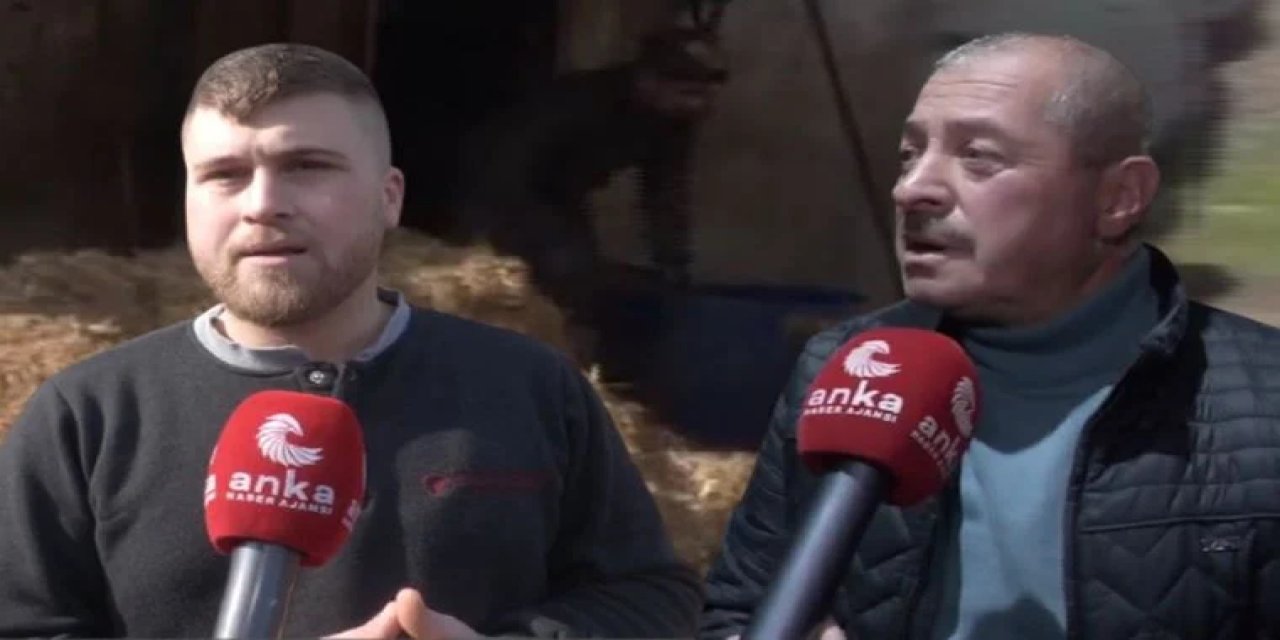 Zamlar canlarından bezdirdi: İstanbul’daki manda yetiştiricileri batıyor