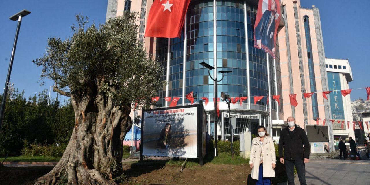İzmit Belediyesi zeytinliklere sahip çıkıyor