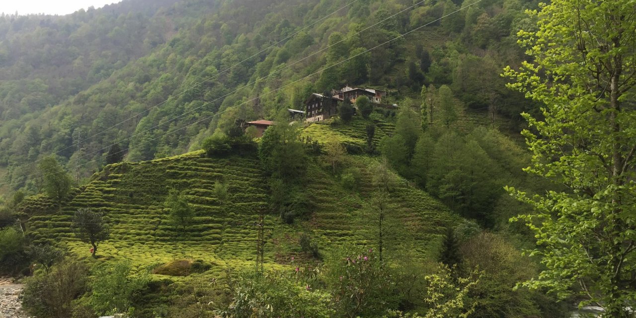 ÇAY BAHÇELERİNİ BUDAYARAK YENİLEYENLERE 7 YIL BOYUNCA DESTEK VERİLECEK