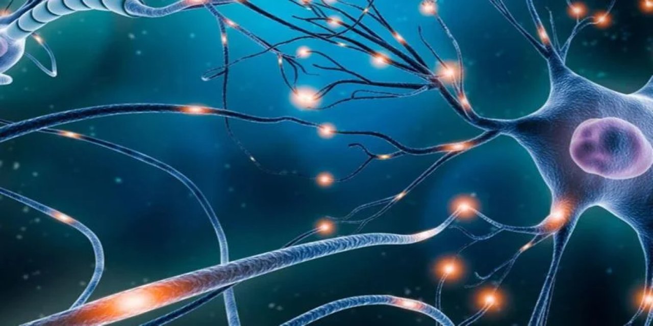 Solucanların da kompleks kararlar verebildiği keşfedildi