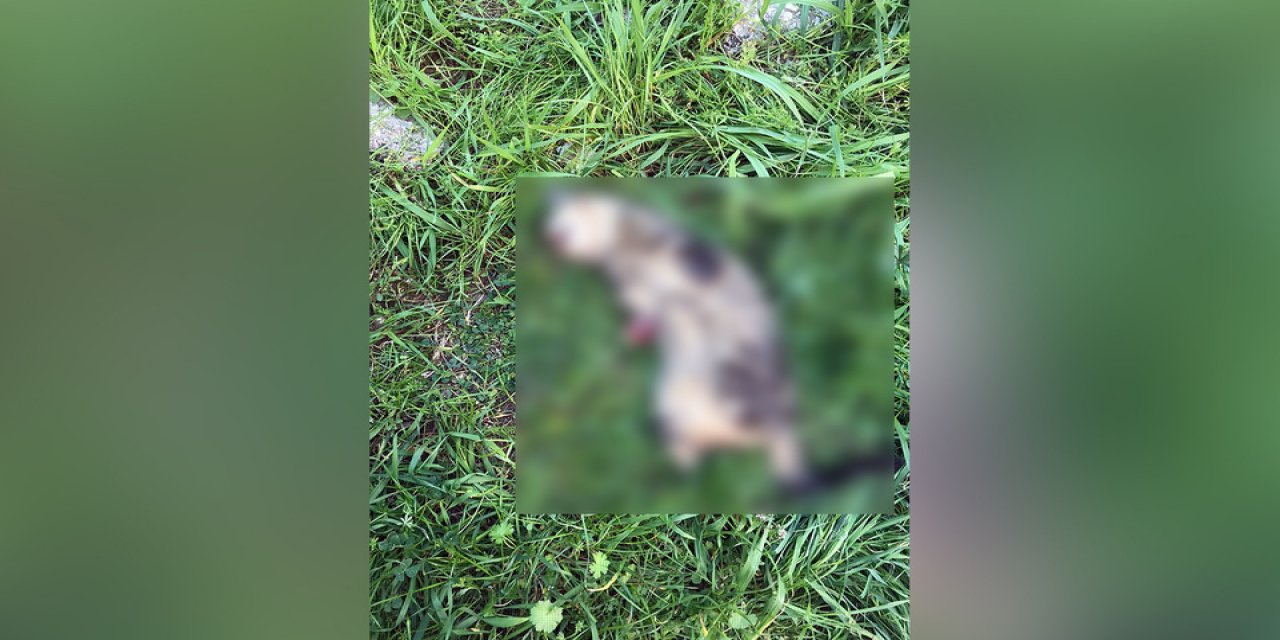 7 kedi vahşice katledildi: Turgutlu'da bir kedi daha bacakları kesilmiş olarak bulundu