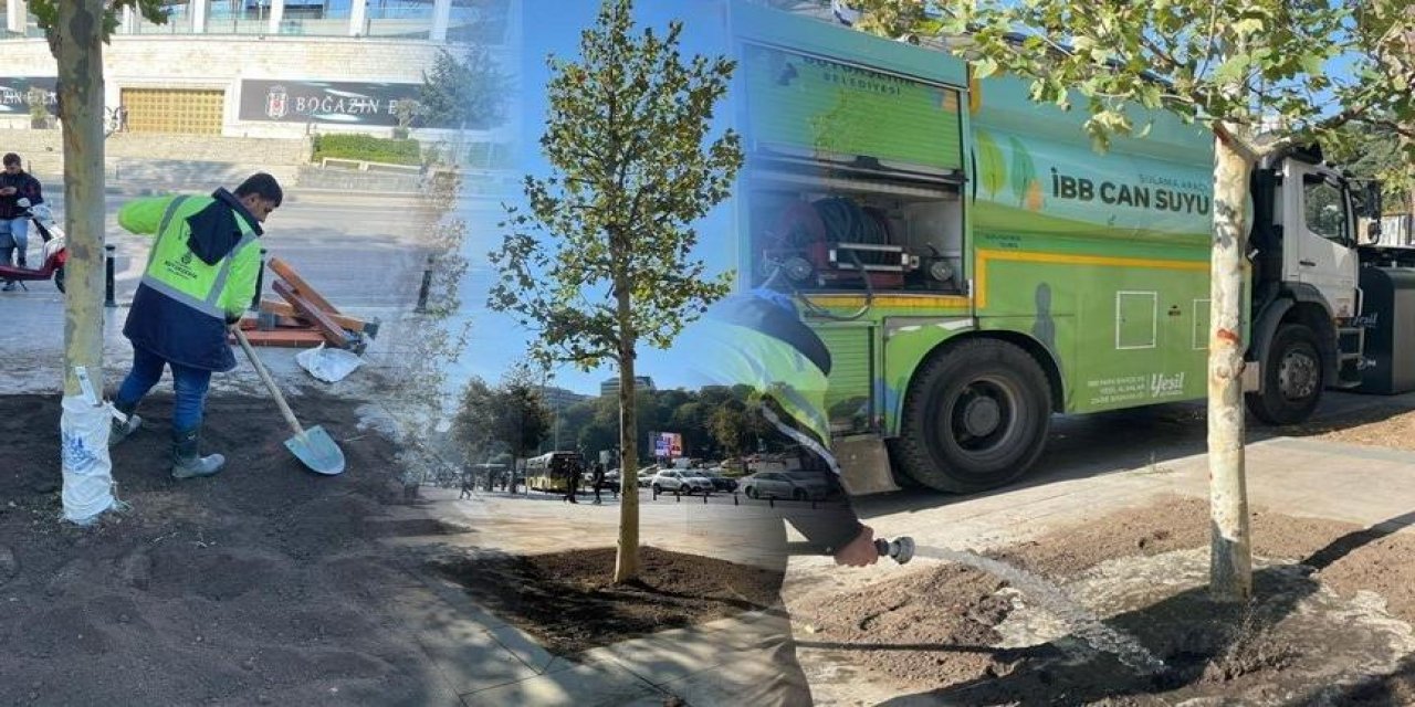 TEMA’dan İBB’nin kestiği çınarlarla ilgili açıklama: Covid-19 gibi bulaşıyor, tedavisi yok