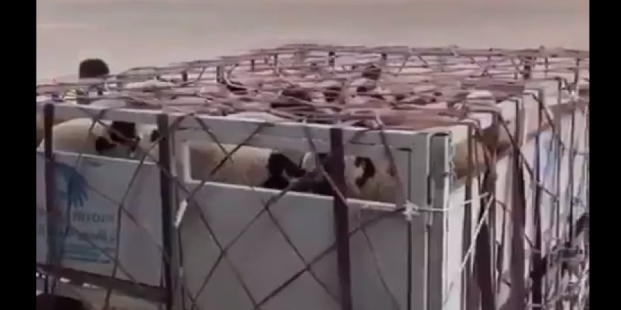 CHP'li Karabat, Katar'a gönderilen hayvanların görüntülerini paylaştı: 'Hükümeti aylardır 'kıtlık olacak' diye uyardık'