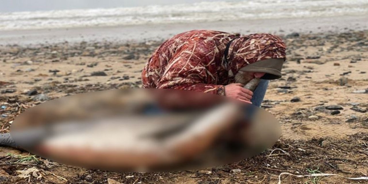 Eyüpsultan sahilinde 24 ölü yunus balığı kıyıya vurdu: İnceleme başlatıldı
