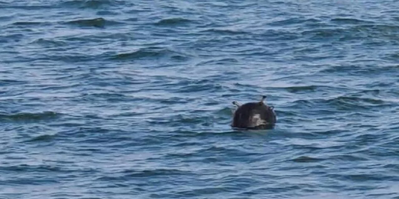 Emekli tümamiralden 'mayın' yorumu: "Ukrayna savaş suçu işleyen ülke konumuna düşebilir"
