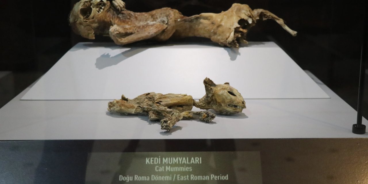 Türkiye'de bin yıllık mumyalar bulundu