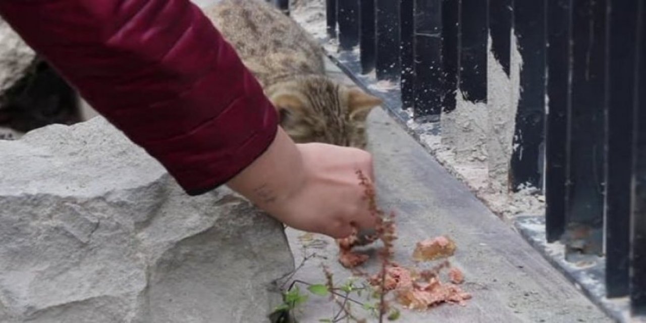 Sahipsiz hayvanlara mama bağışı şartıyla uzlaştılar