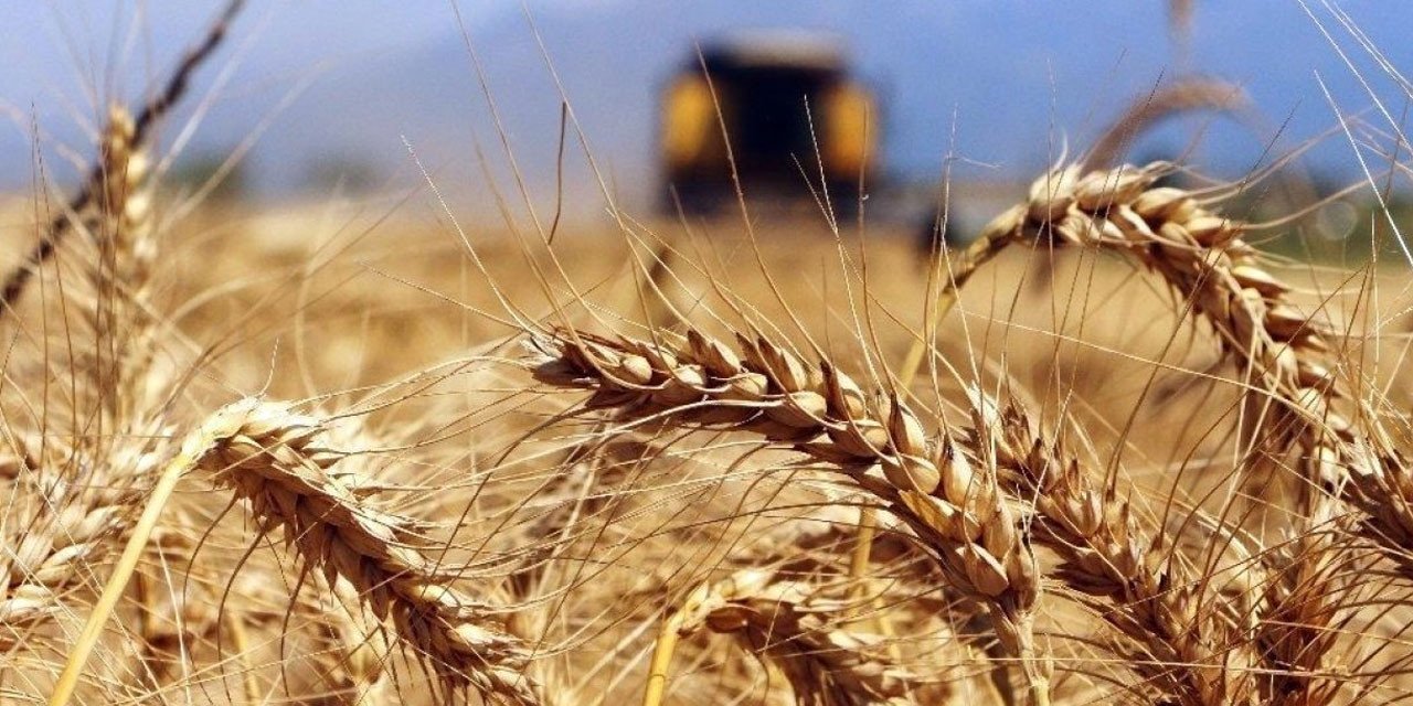 CHP'li vekilden yeni buğday ithalatına tepki: "Yerli çiftçiyi ve ülke tarımını bitirdiler"