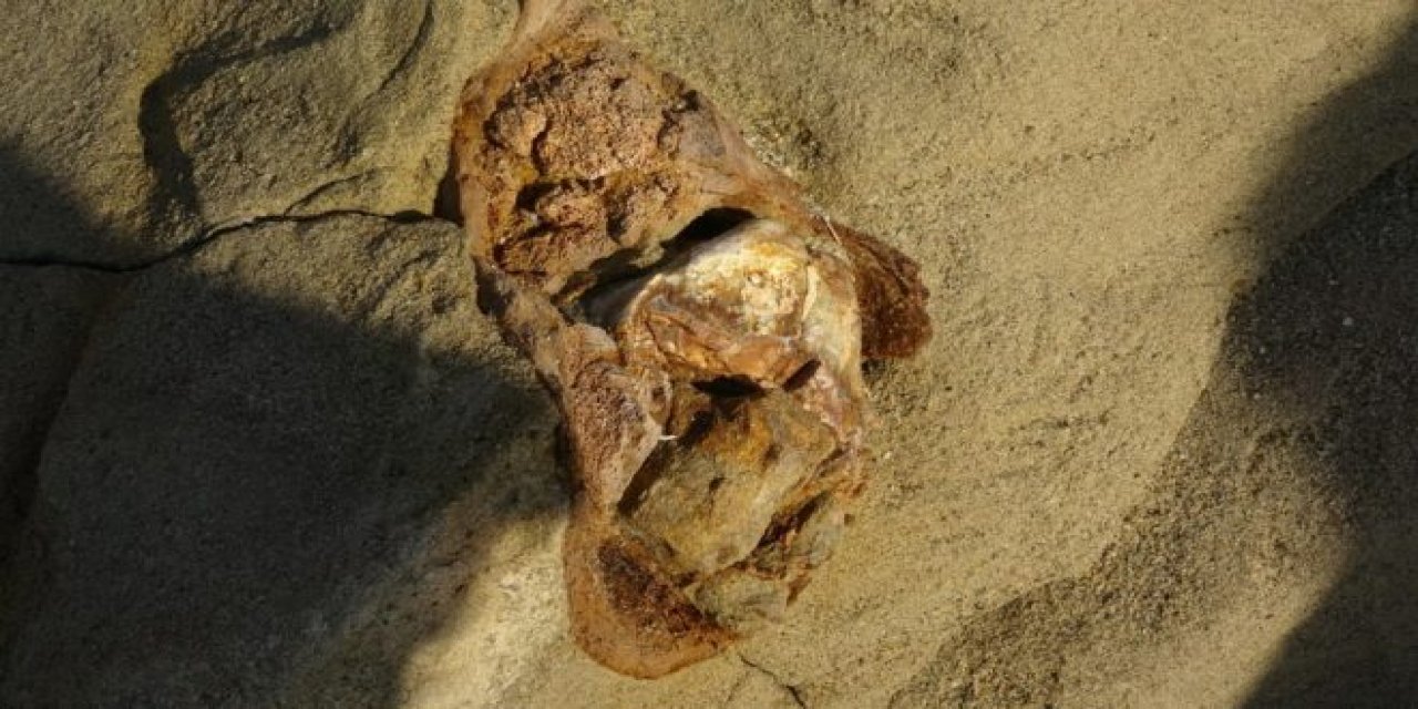 Çanakkale’de bulundu: 9 milyon yıllık fosil