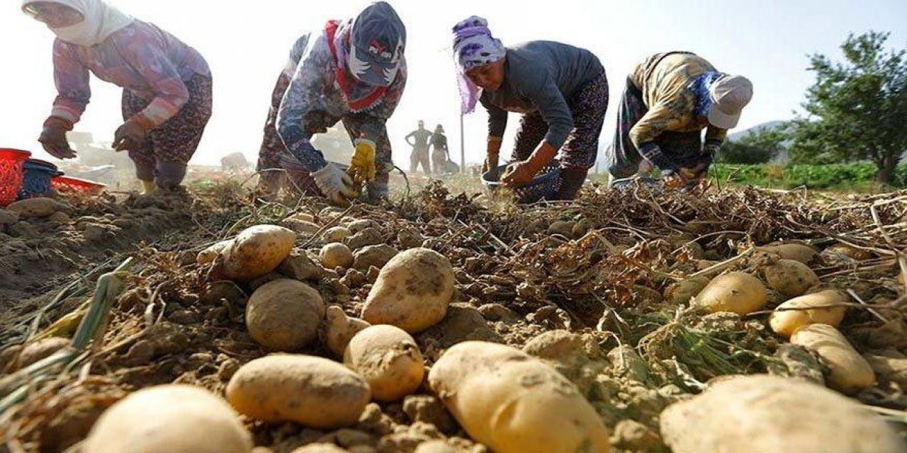 Tarımdaki çöküş TMO raporundan çıktı