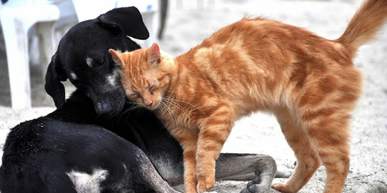 Tarım ve Orman Bakanlığı’ndan yeni yönetmelik: Kedi köpek satışı yapılamayacak