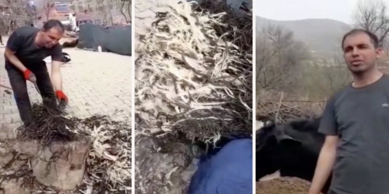 Besiciler isyan etti: Hayvanlara geven otu yedirmek zorunda kaldılar