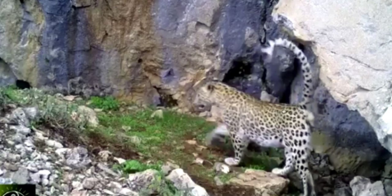 Anadolu Leoparı bu kez Antalya'da ortaya çıktı