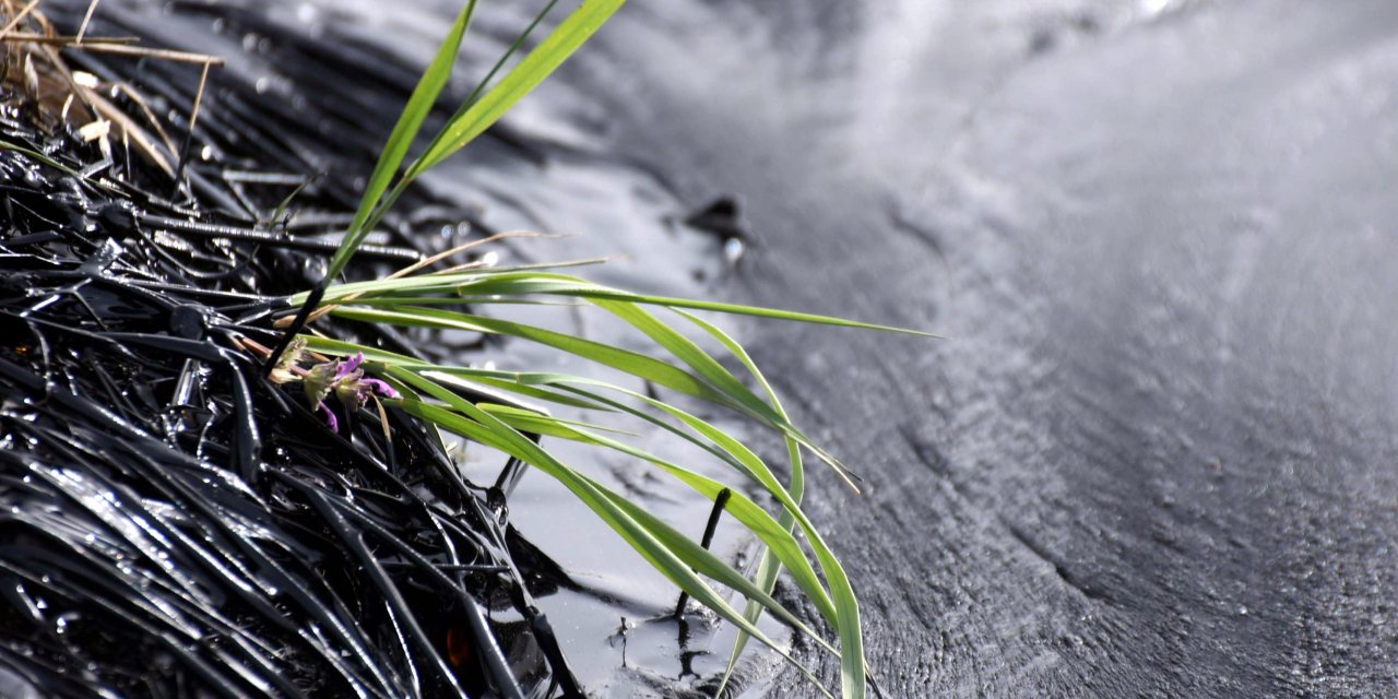 Çevre katliamı göz göre gelmiş: Edirne'deki tesis ÇED'siz çıktı