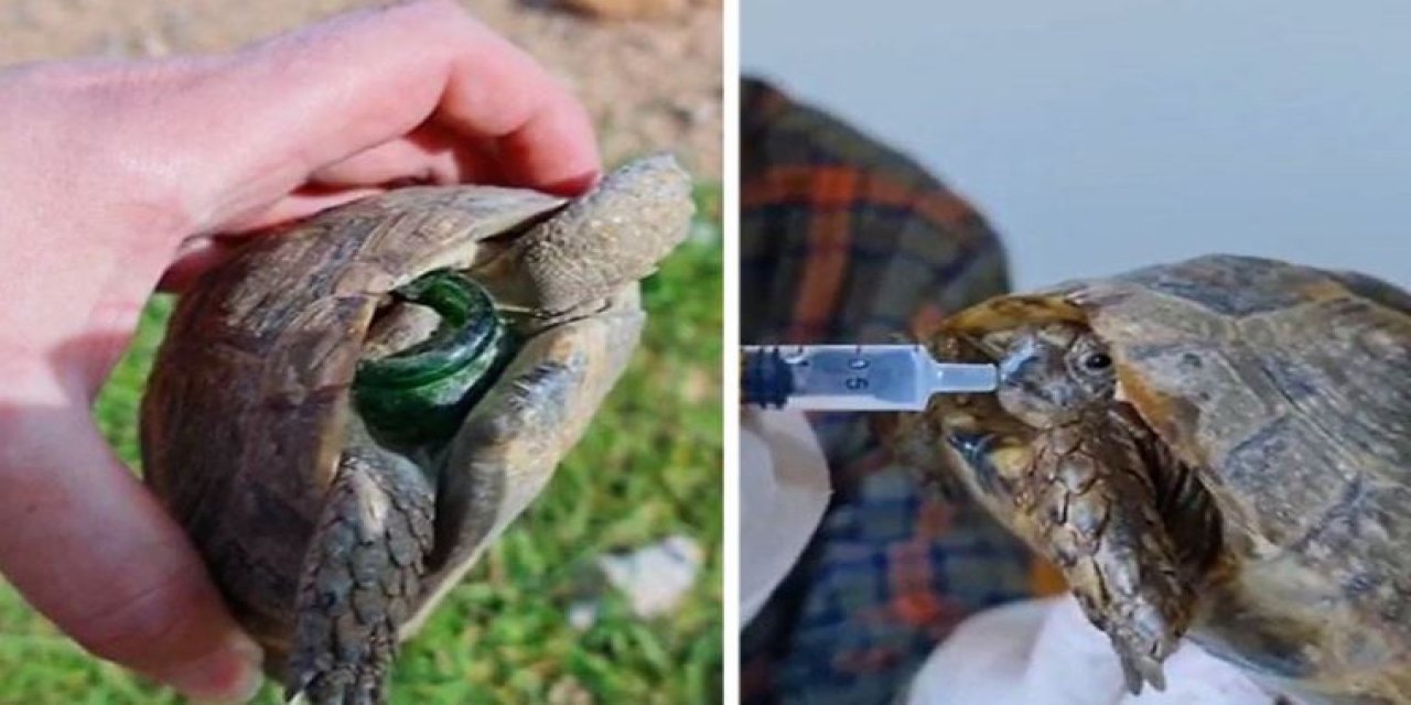 'Hayat tamircisi', kırık şişeye başı sıkışan kaplumbağayı kurtardı